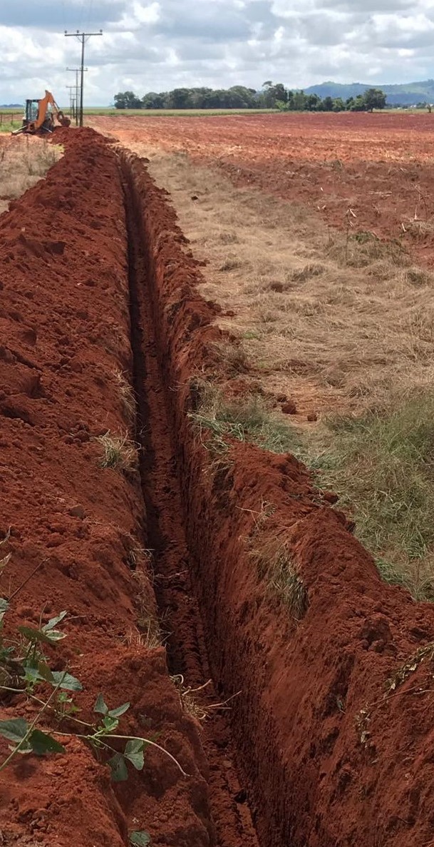 Fibra subterrânea em cruzamentos e plantio de cana